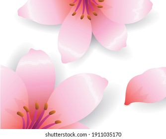 Cherry flowers in gradient style and petal to decorate your designs, isolated over white background.