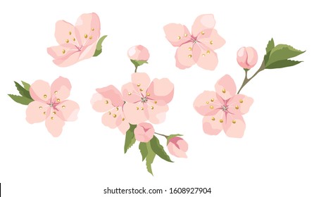 Cherry flowers. Vector illustration, set of blooming sakura twigs
