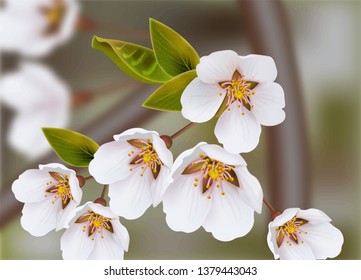 Cherry flowers Vector realistic branches. Spring blossom. Holiday card