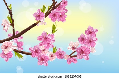 Cherry flowers Vector. Spring card background decor