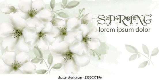 Cherry flowers watercolor Vector. Delicate spring blossom backgrounds