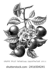 Cherry fruit botanical illustration vintage engraving style black and white clip art