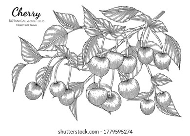 Ilustración botánica a mano de frutos de cerezo con arte de línea sobre fondo blanco. 