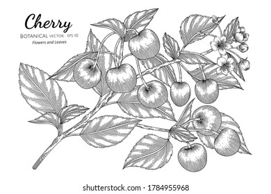 Kirschfrucht handgezeichnet botanische Illustration mit Linienkunst auf weißem Hintergrund. 