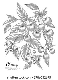Ilustración botánica a mano de frutos de cerezo con arte de línea sobre fondo blanco. 