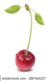 Cherry fruit isolated on white background
