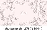 Cherry fruit. Summer background with berry and brunch. Detailed hand drawn ink floral illustration for invitation, wallpaper art or save the date card