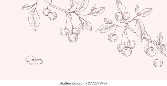 Cherry fruit. Summer background with berry and brunch. Detailed hand drawn ink floral illustration for invitation, wallpaper art or save the date card