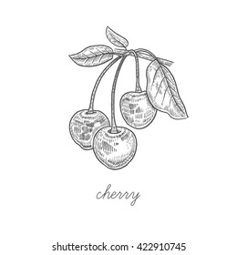 Cherry fruit. Vector plant berry isolated on white background. Design for package of health and beauty natural products. Style Vintage engraving. Black ink drawing.