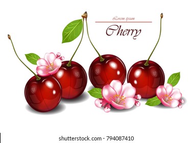 Cherry fruits with flowers Vector realistic detailed illustrations