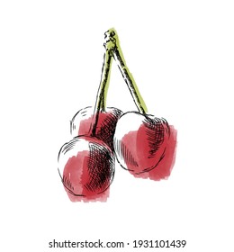 cherry fruits simple sketch watercolor illustration