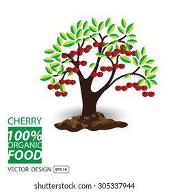 Cherry, fruits vector illustration.