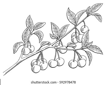 Cherry graphic branch black white isolated sketch illustration vector