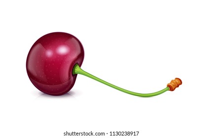 Kirsche mit grünem Blatt. Frische, saftige, reife Früchte. Rote realistische Beere. Vegetarisches gesundes Essen. Köstlicher Nachtisch. Organischer Verzehr. Einziger weißer Hintergrund. Horizontal. EPS10 Vektorgrafik.