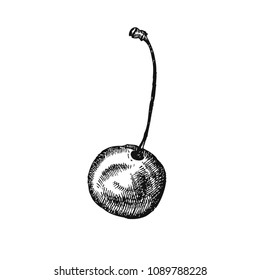 Cherry. Hand drawn fruit isolated on white. Can be used for vegan products, brochures, banner, restaurant menu, farmers market and organic food store