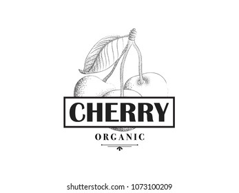 Cherry hand drawn illustration. Botanical vector design
