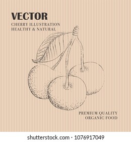 Cherry hand drawn illustration. Botanical vector design