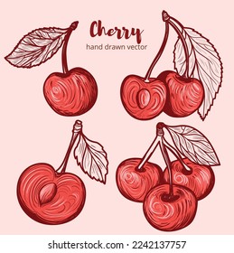 Cherry hand drawn illustration. sketch. Set of cherry illustrations. Great for label, poster, print.