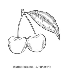 Cherry hand drawn outline doodle icon. Vector sketch illustration of healthy berry - fresh raw cherry on a branch with a leaf for print, web
