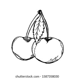 Cherry Hand drawn vector illustration