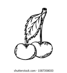Cherry Hand drawn vector illustration