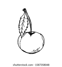 Cherry Hand drawn vector illustration