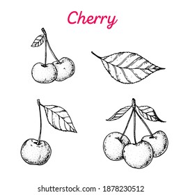 Cherry hand drawn vector illustration. sketch. Cherries vector illustration. Black and white.
