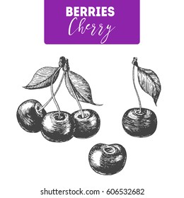 Cherry hand drawn vector illustration set. Engraved food image.