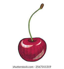 Cherry hand drawn vector line art. Color illustration of ripe red berry painted on isolated background.