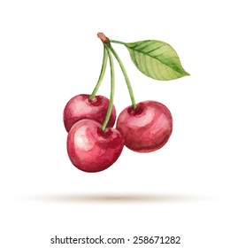 Cherry  hand drawn watercolor, on a white background. Vector illustration.