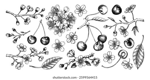 Cherry hand-drawn vector illustration set, sakura flowers in engraved style. NOT AI generated