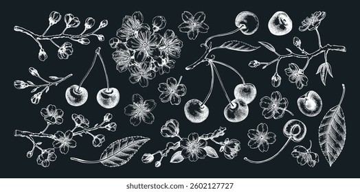 Cherry hand-drawn vector illustration set, sakura flowers chalk drawings. NOT AI generated