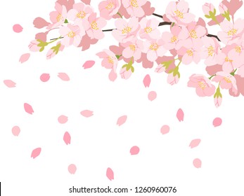 Cherry illustration, background image