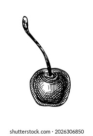 Cherry. Ink sketch isolated on white background. Hand drawn vector illustration. Vintage style stroke drawing.
