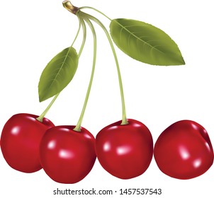 Cherry isolated on white background. illustration vector