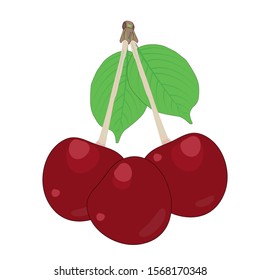 Cherry isolated on white background. Cherry fruit and leaf. Simple cartoon flat style organic fruit.Ripe purple cherry for icon for jam or juice label, gardening farm sign, print, poster, menu. Vector