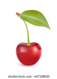 Cherry isolated on white. Sweet fruit. Realistic illustration