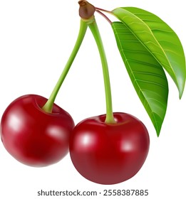 Cherry isolated. Sweet ripe cherry isolated on white background. Sweet cherries pile. Berries and fruits. Healthy eating.