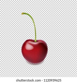 Cherry Isolated Transparent Background With Gradient Mesh, Vector Illustration
