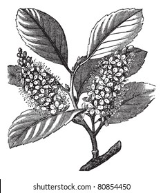 cherry laurel (Prunus laurocerasus) or Cherry laurel or English laurel, vintage engraved illustration. Trousset encyclopedia (1886 - 1891).