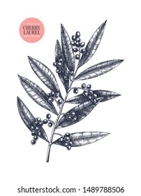 Cherry laurel vector illustration. Evergreen tree with black berries. Hand drawn botanical sketch. Perfect for Christmas design, greeting cards, banner, decoration or packaging. Vintage outlines.