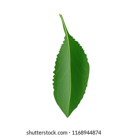 Cherry leaf isolated on white. Realistic 3d leaf vector. Background for banner, celebration, holiday, packaging, poster. 