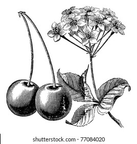 Cherry with leaves and flowers vintage engraving. Old engraved illustration of two cherries with leaves and flowers. Trousset encyclopedia.