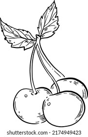 Cherry, leaves, hand draw line vector illustration.