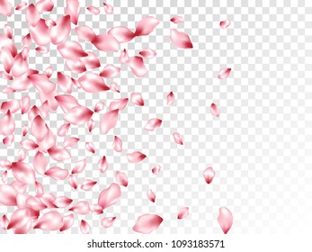 Cherry petals flying vector floral background. Spring falling flower parts confetti, blossom elements graphic design. Gentle flower blossom petals card background.