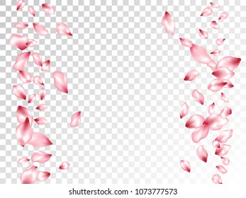 Cherry petals flying vector greeting card background. Spring falling flower parts confetti, blossom elements seasonal design. Windy flower blossom petals background pattern.