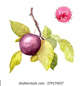 Cherry plum fruit. Watercolor  vector. Botanical illustration