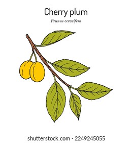 Ciruela de cerezo (Prunus cerasifera), planta comestible y medicinal. Ilustración de vector botánico dibujada a mano