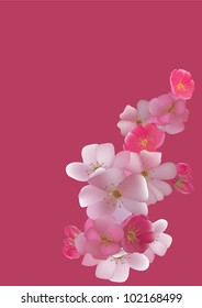 Cherry. postcard