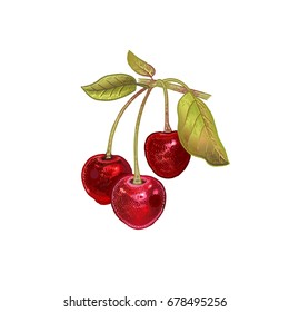 Cherry. Realistic hand drawing made with colored pencils. Vector illustration. Red fruit, green leaf, branch isolated on white background. Plant for decorating food packaging, kitchen design. Vintage.